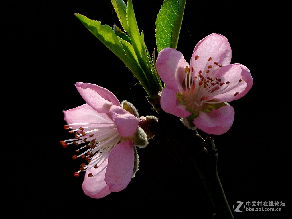 今年开的不多的桃花