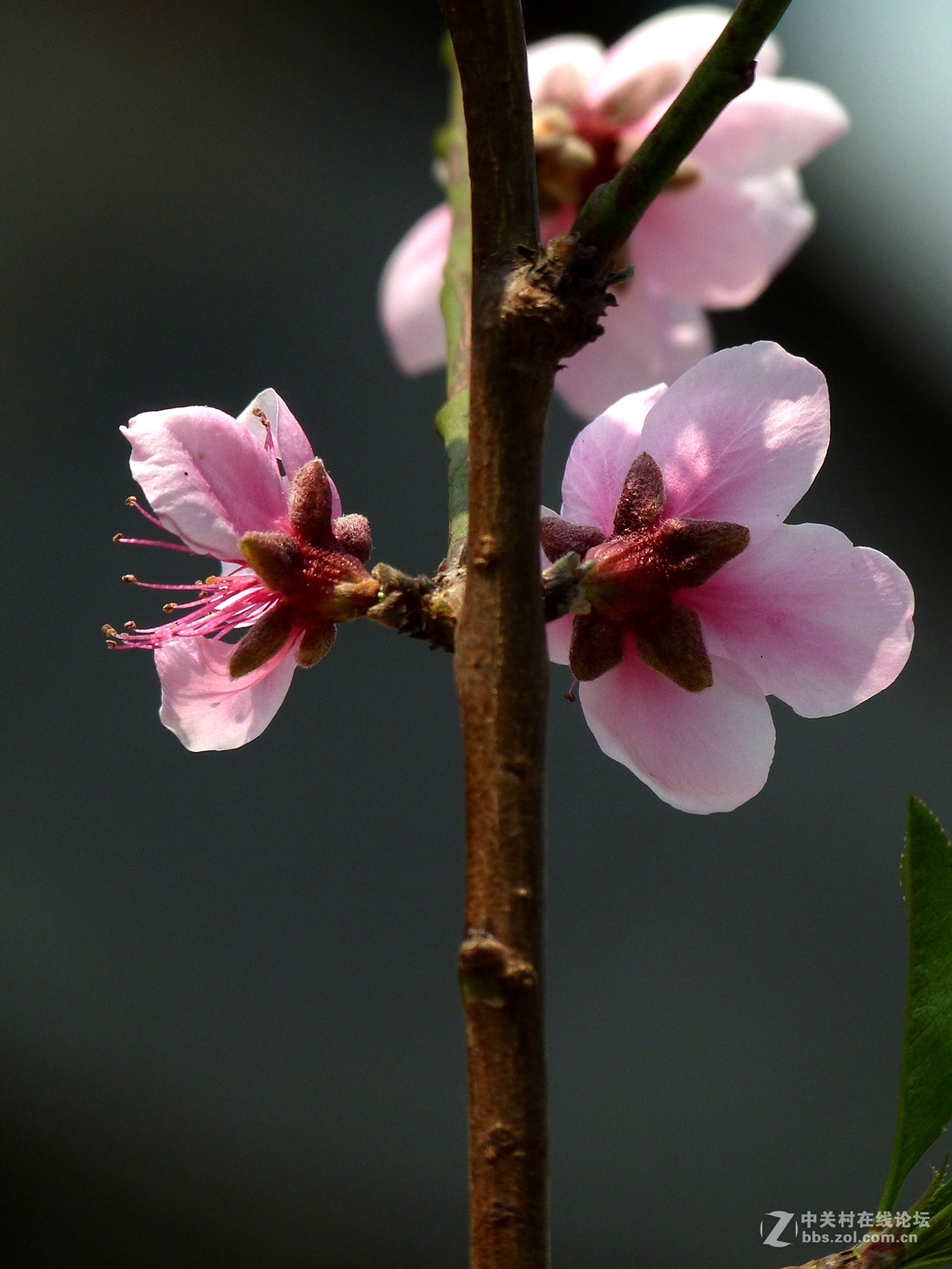 今年开的不多的桃花