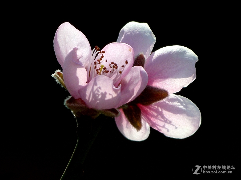 今年开的不多的桃花