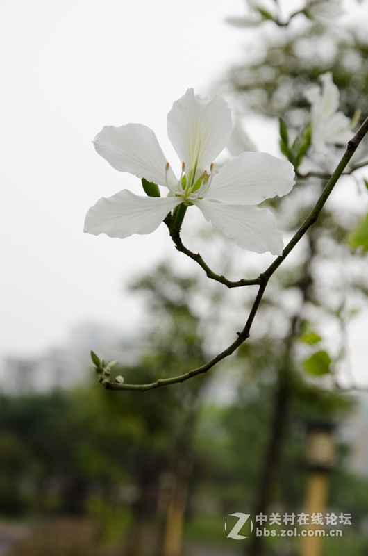 白色紫荊花