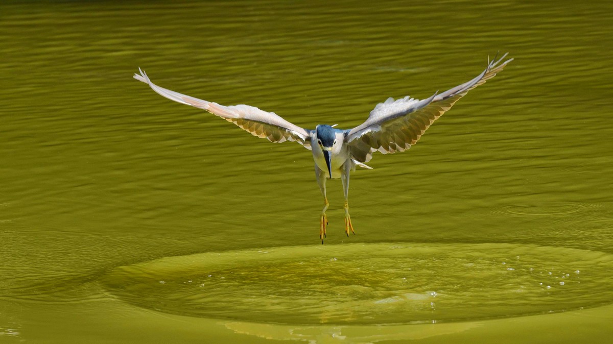 【赏鹭（17）】老夜鹭捕鱼十拿九稳