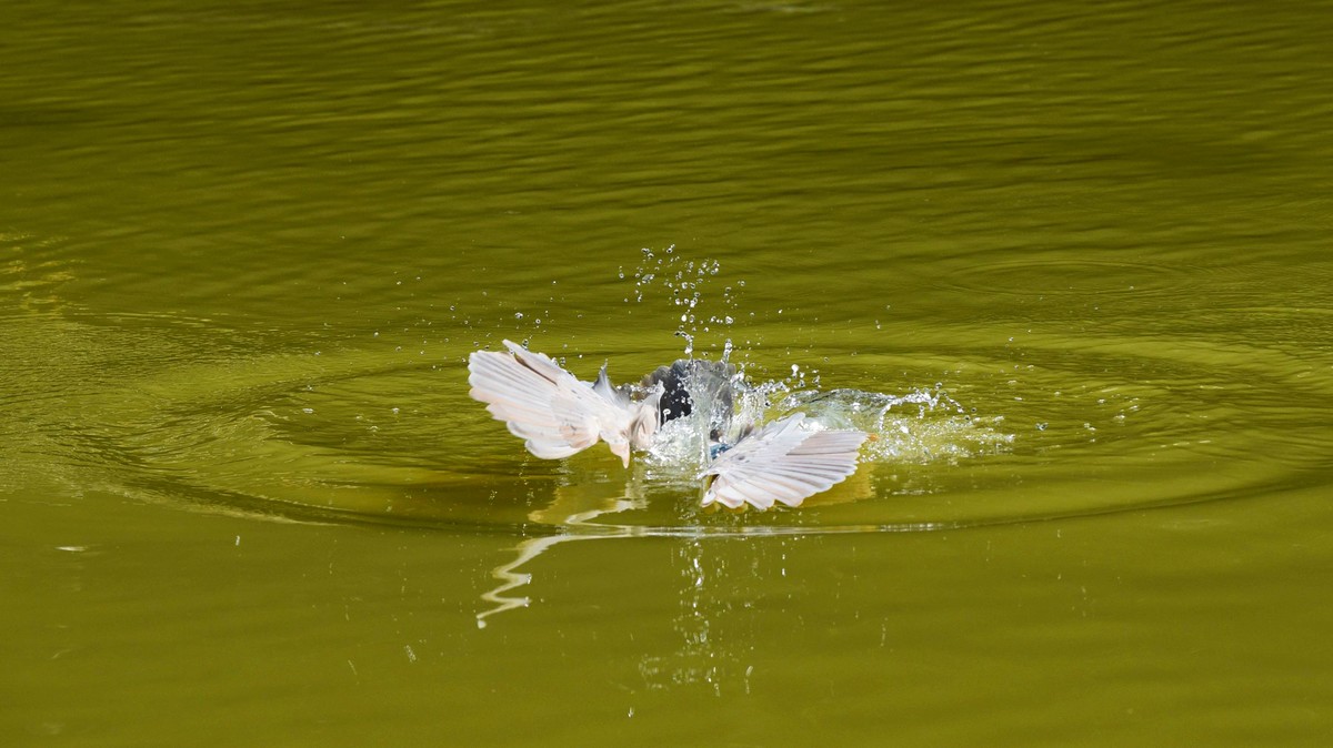 【赏鹭（17）】老夜鹭捕鱼十拿九稳