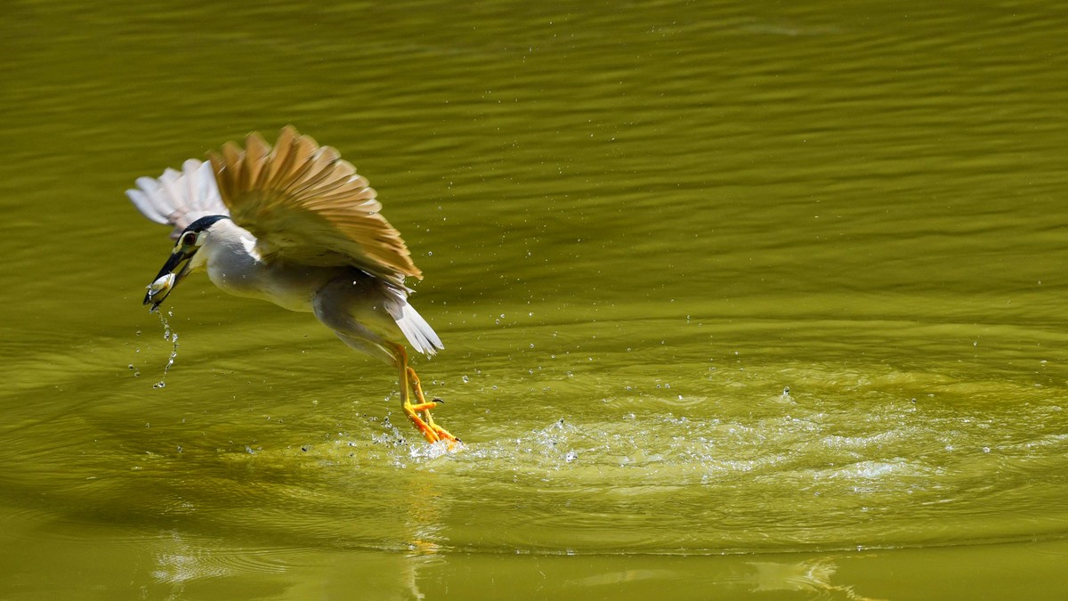 【赏鹭（17）】老夜鹭捕鱼十拿九稳