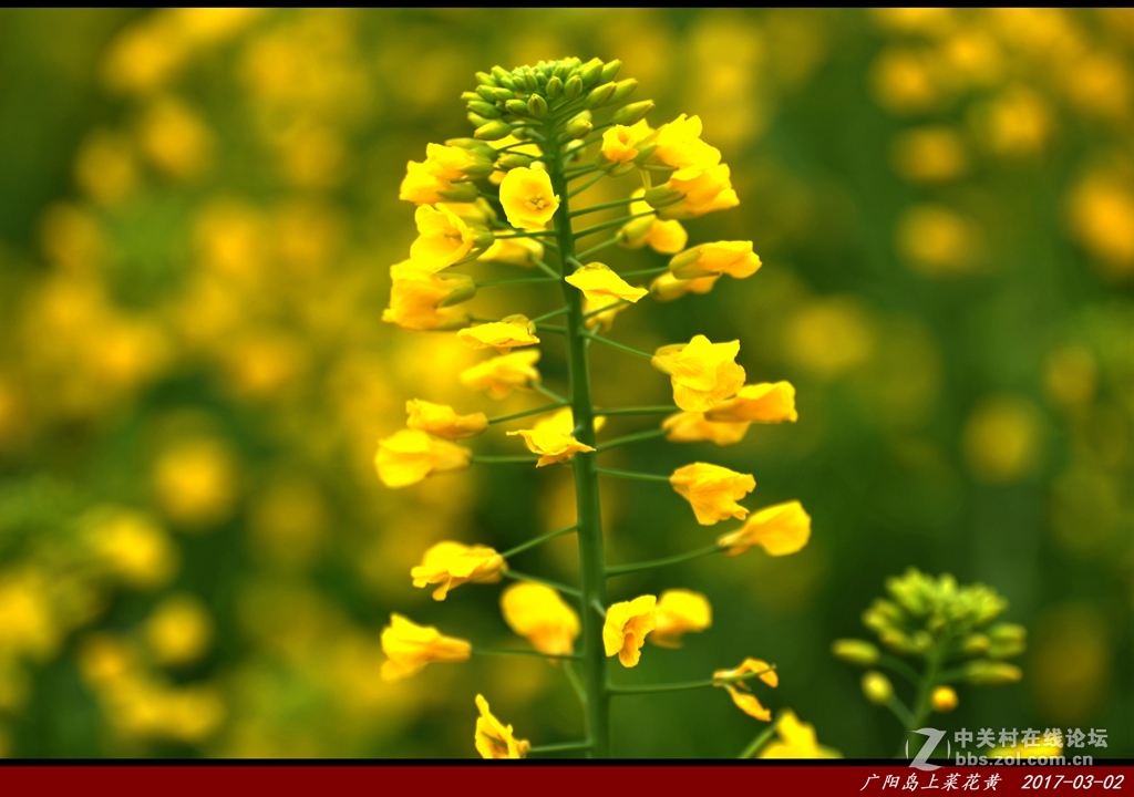 广阳岛上菜籽花非黄