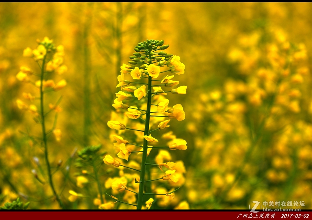 广阳岛上菜籽花非黄