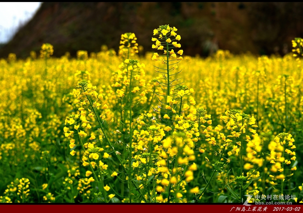 广阳岛上菜籽花非黄