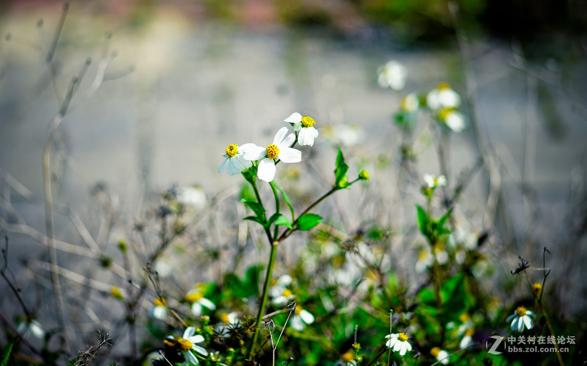 FE100mm F2.8 STF GM OSS的诱惑！