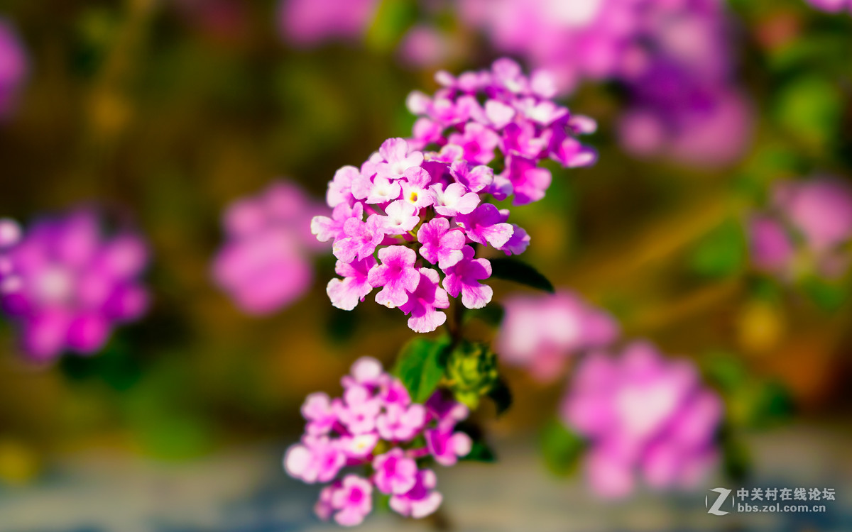 FE100mm F2.8 STF GM OSS的诱惑！