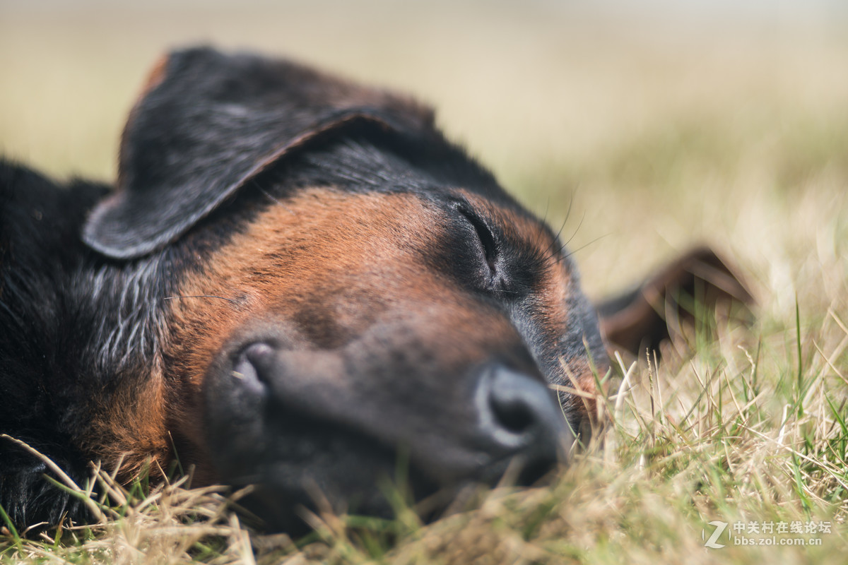 FE100mm F2.8 STF GM OSS的诱惑！