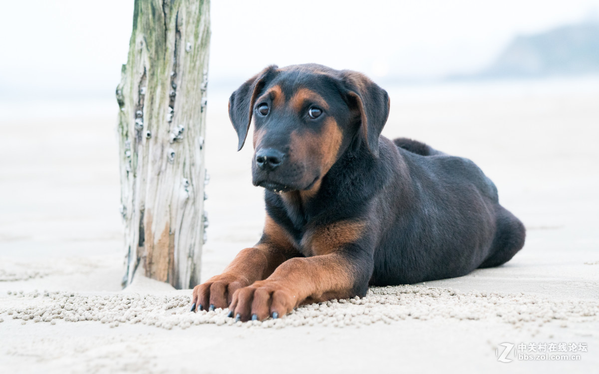 FE100mm F2.8 STF GM OSS的诱惑！