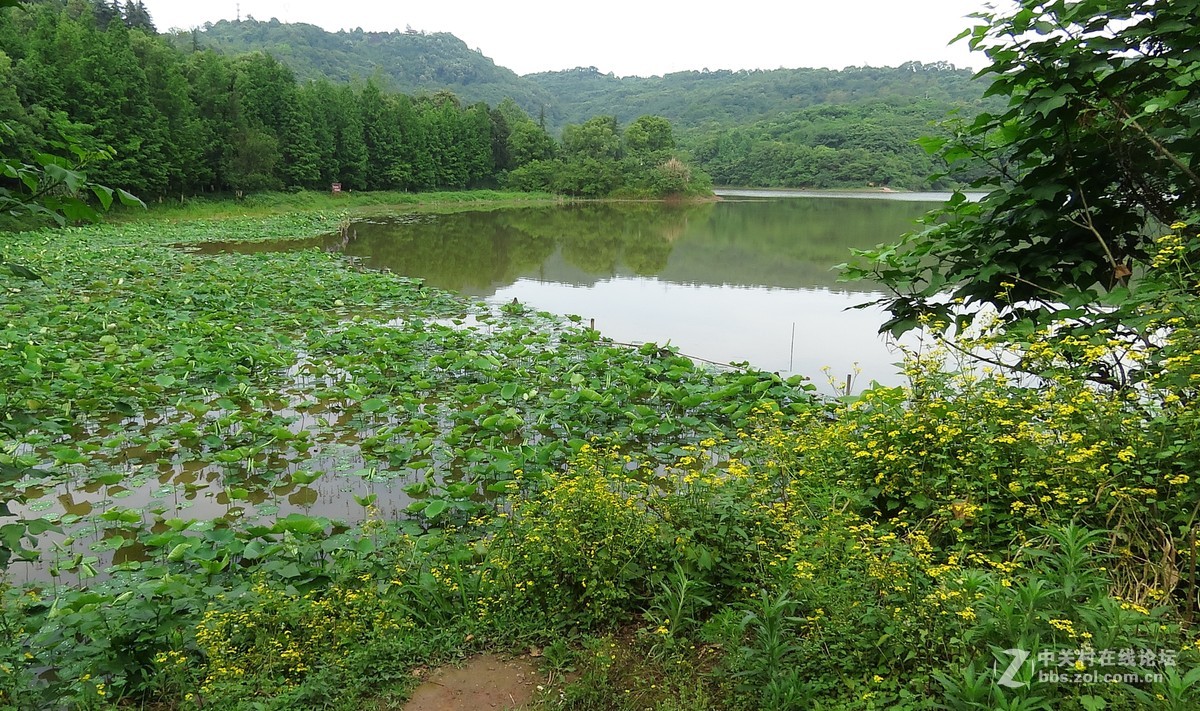 重慶照母山森林公園