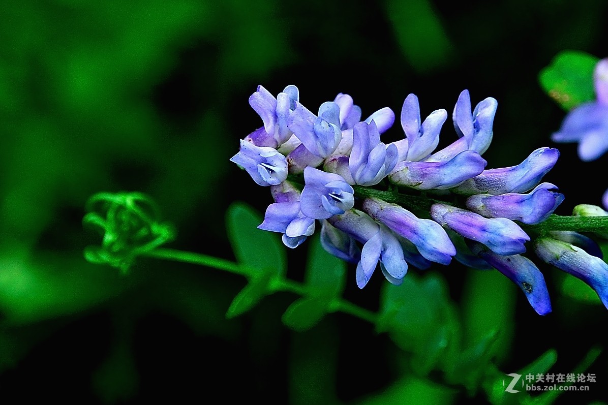 野豌豆花花程式图片