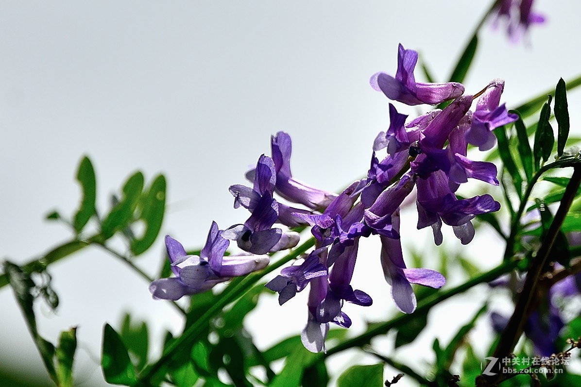 豆科植物——野豌豆花