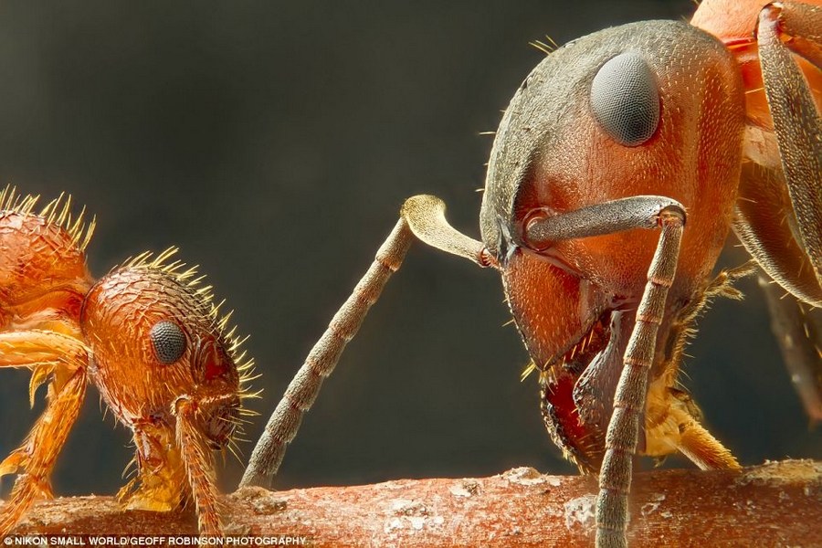 转发一组尼粉微距