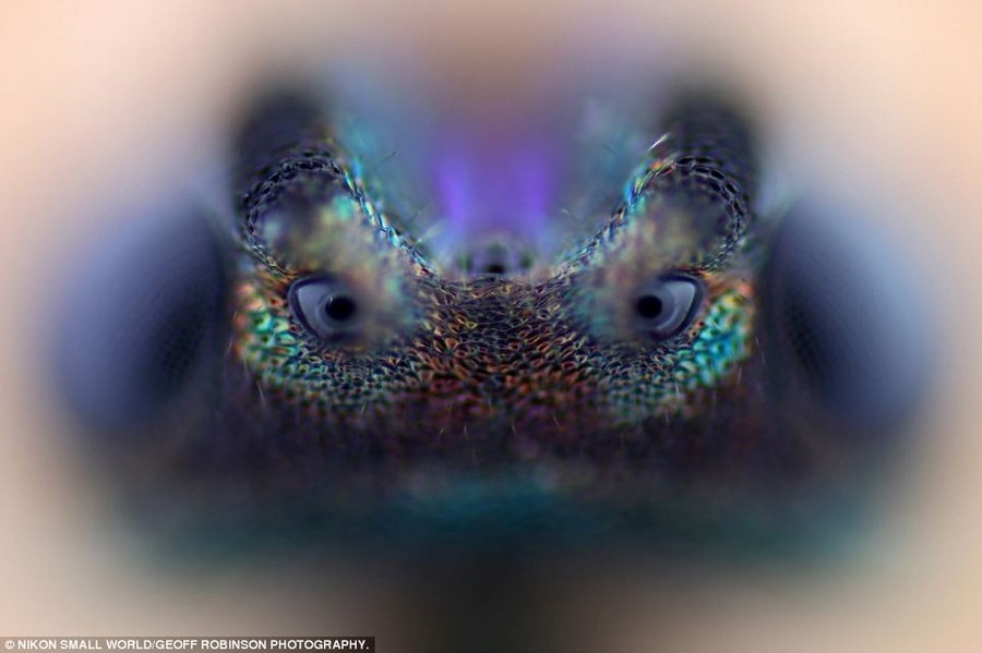 转发一组尼粉微距