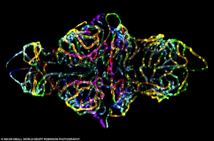 转发一组尼粉微距
