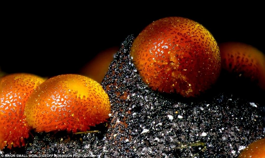 转发一组尼粉微距