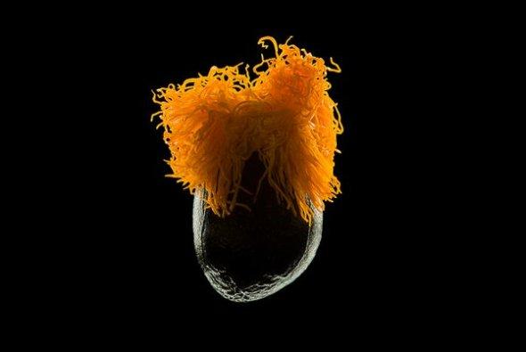 转发一组尼粉微距