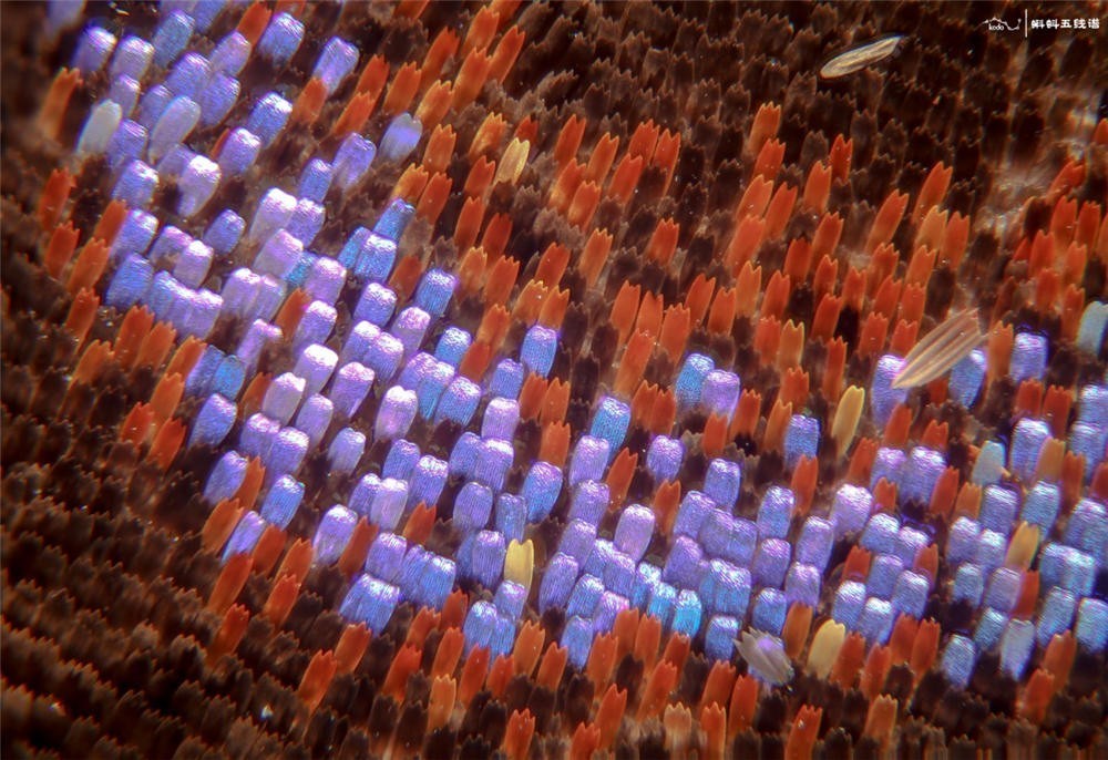 转发一组尼粉微距