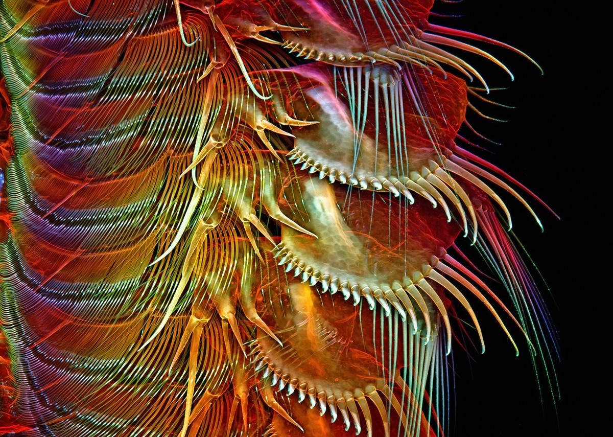 转发一组尼粉微距