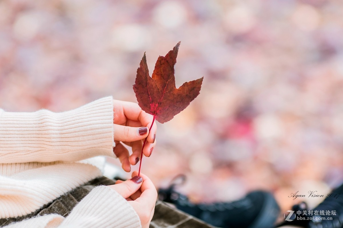 红枫竟艳秋正浓！