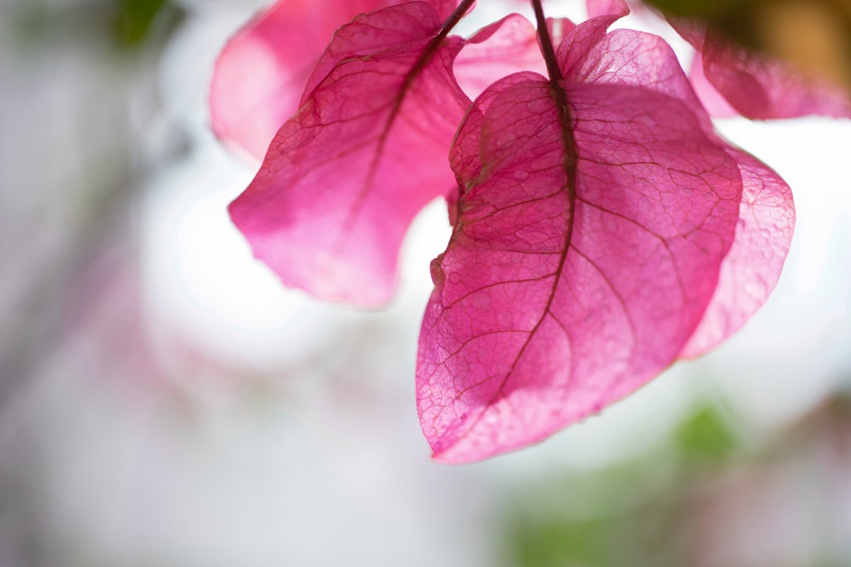 a7m2+Minolta AF 50mm f2.8 Macro ( 赏试自设机内PP拍摄 )