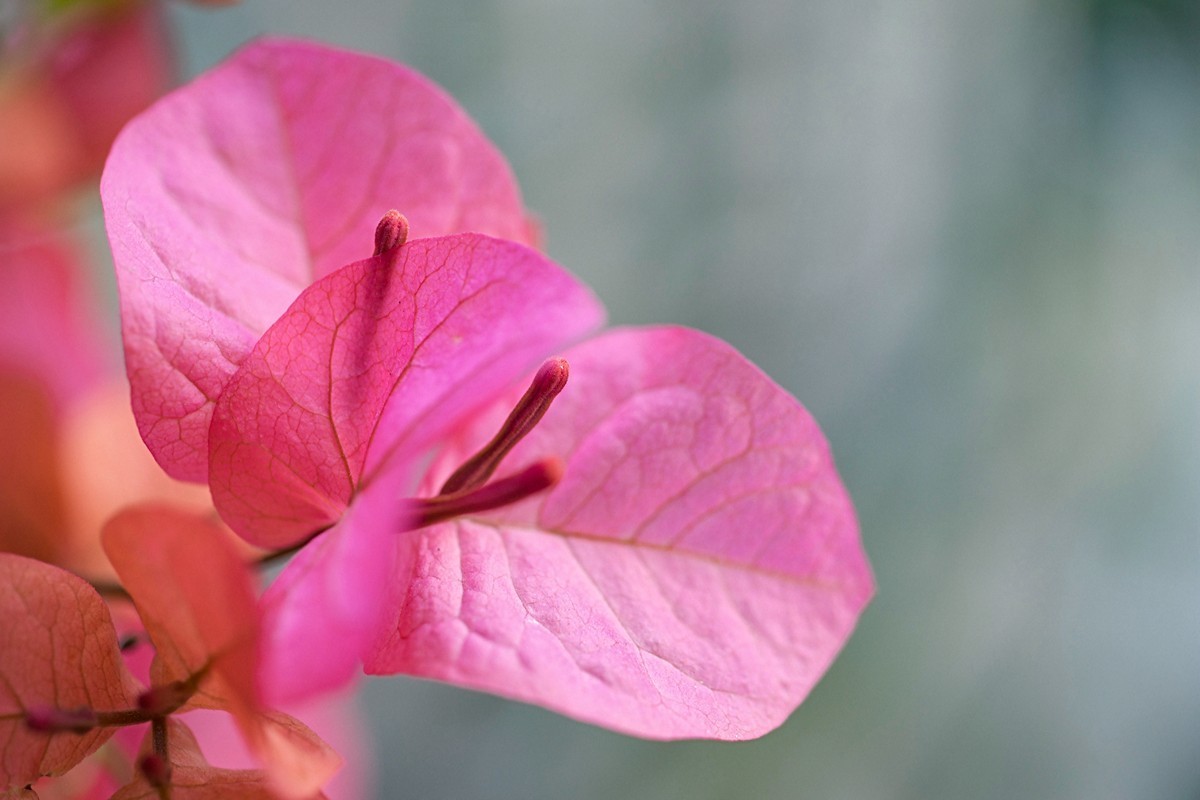 a7m2+Minolta AF 50mm f2.8 Macro ( 赏试自设机内PP拍摄 )