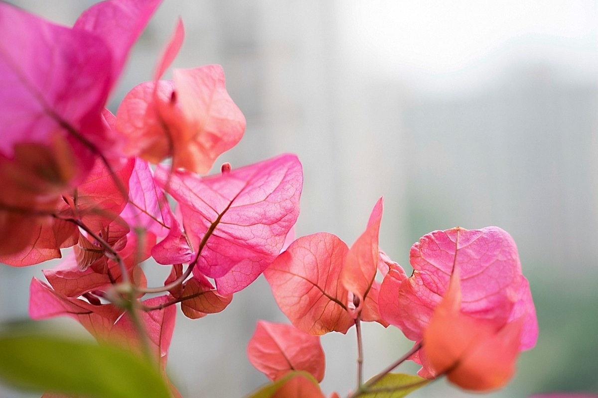 a7m2+Minolta AF 50mm f2.8 Macro ( 赏试自设机内PP拍摄 )