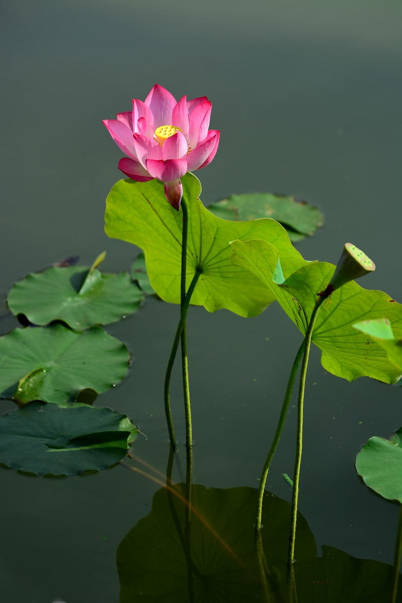 最漂亮荷花大全 竖屏图片