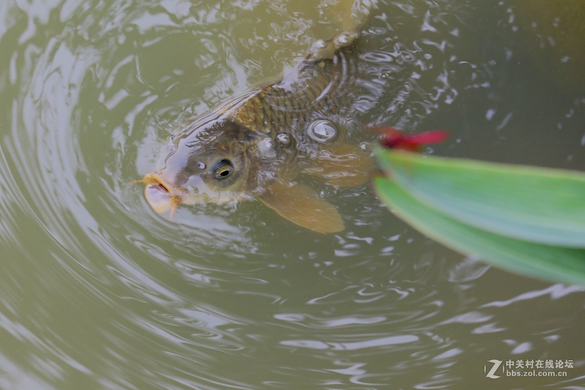 试镜EF70-300mmII代