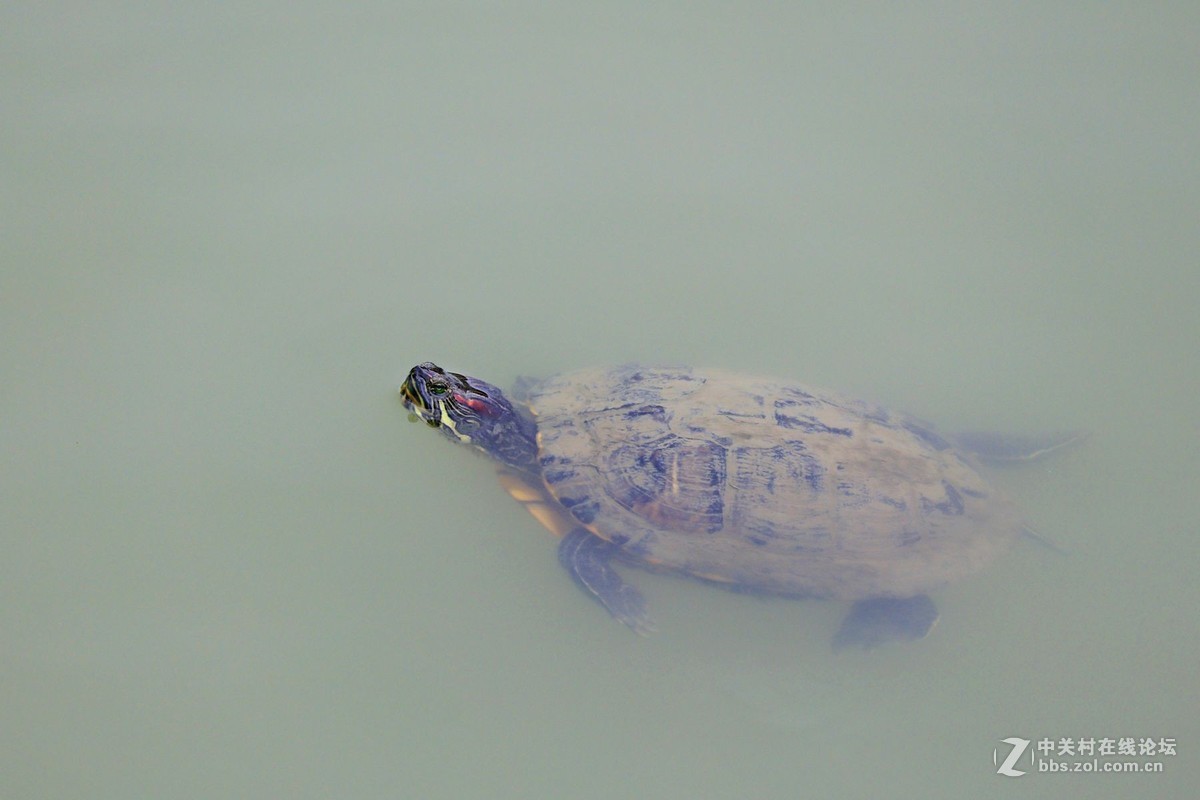 试镜EF70-300mmII代