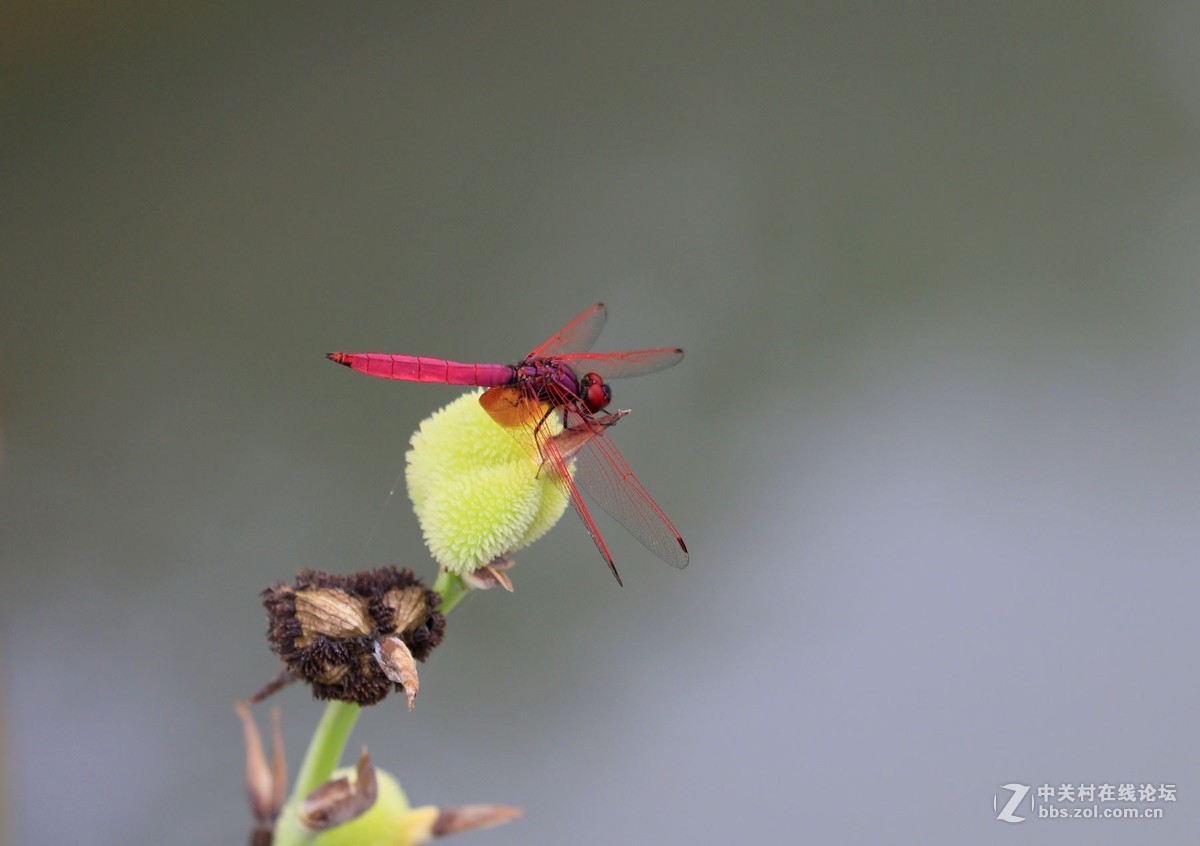 试镜EF70-300mmII代