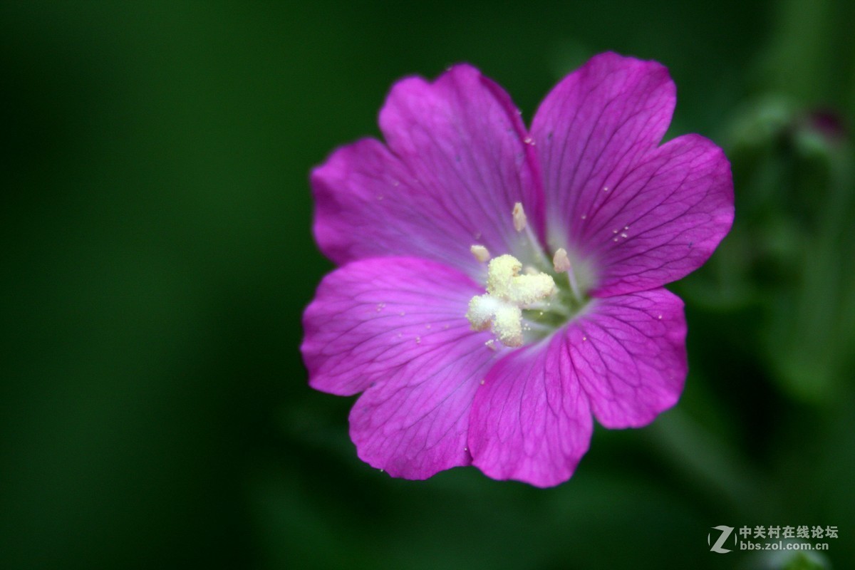 小花柳叶菜图片