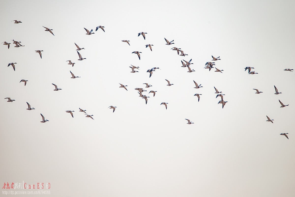 罕见，百多只翘鼻麻鸭一起现身