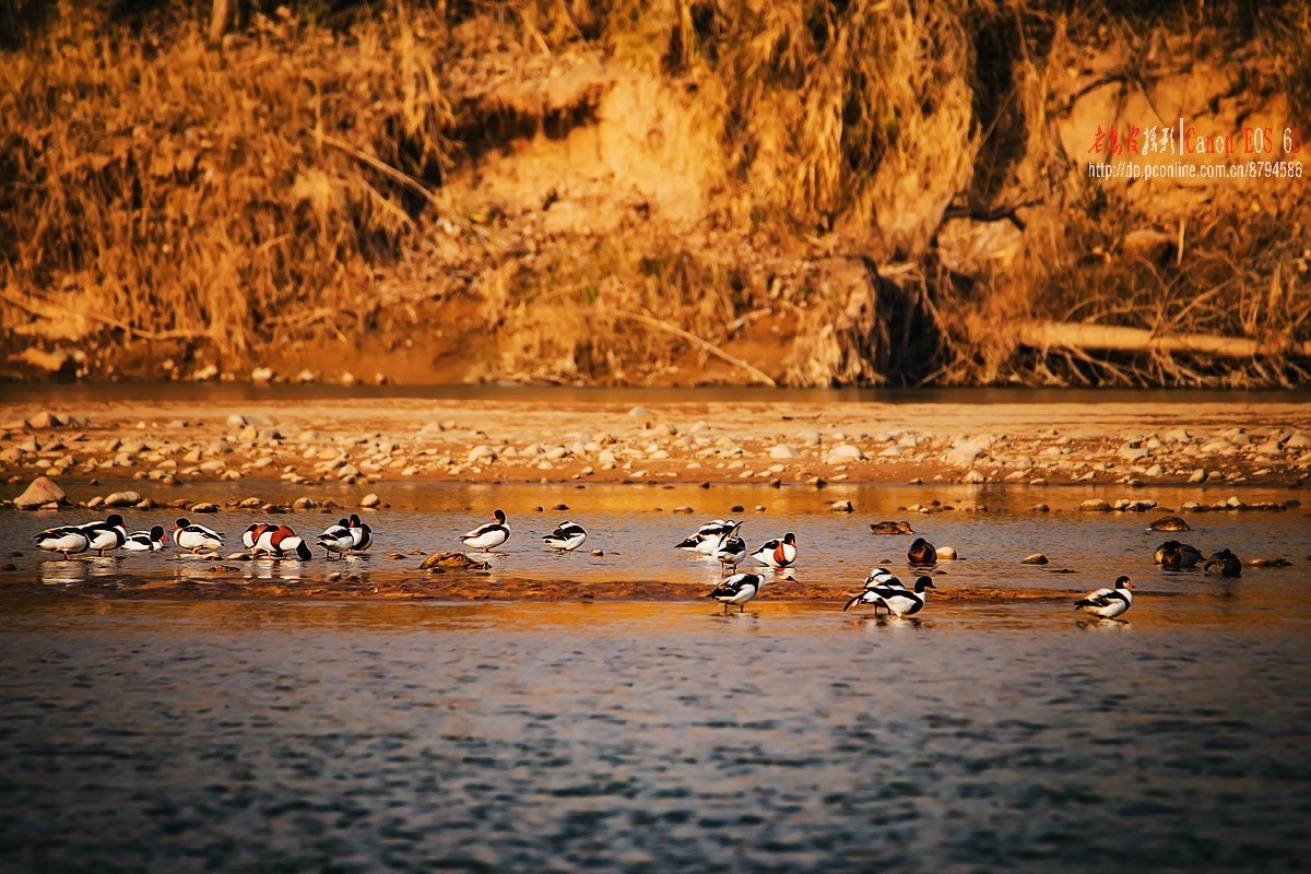 罕见，百多只翘鼻麻鸭一起现身