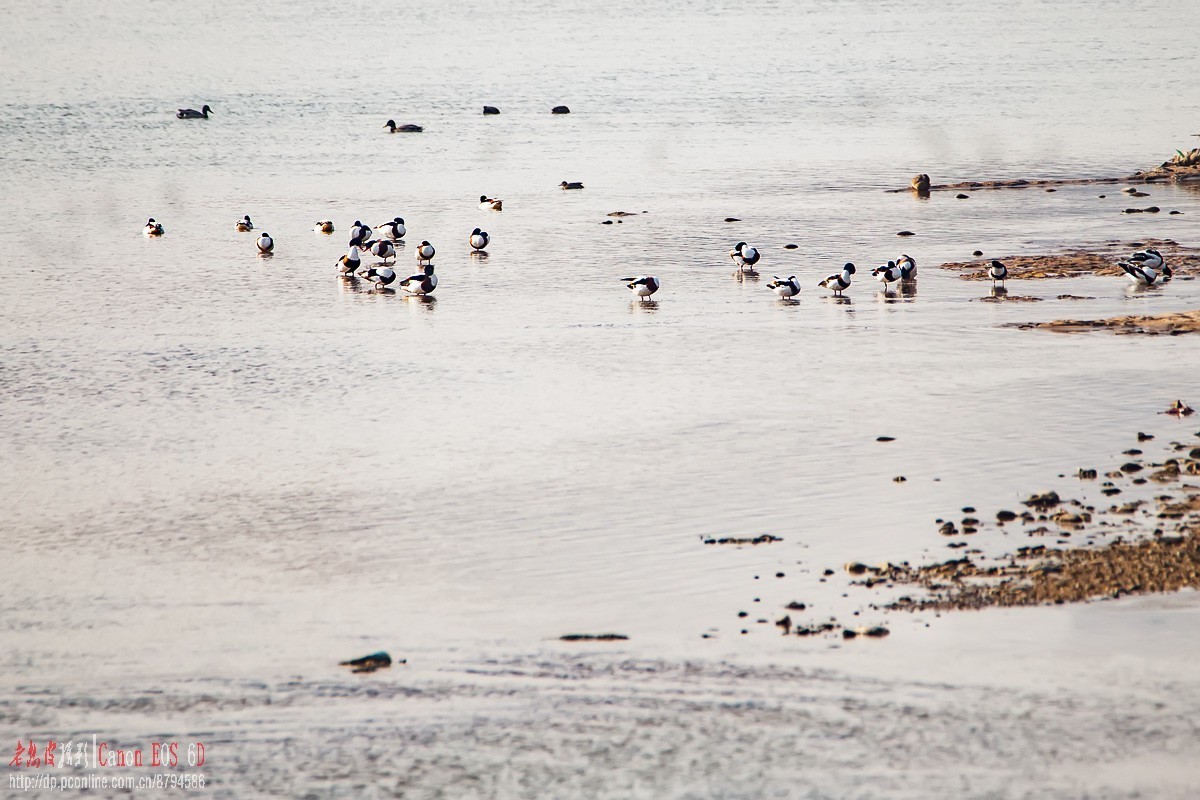 罕见，百多只翘鼻麻鸭一起现身