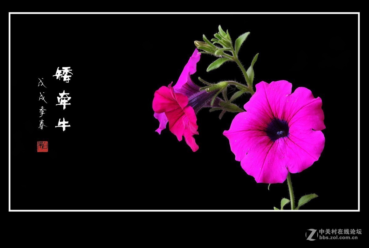 #版主坐堂#小五星空(中国)2019年元月精品荟萃