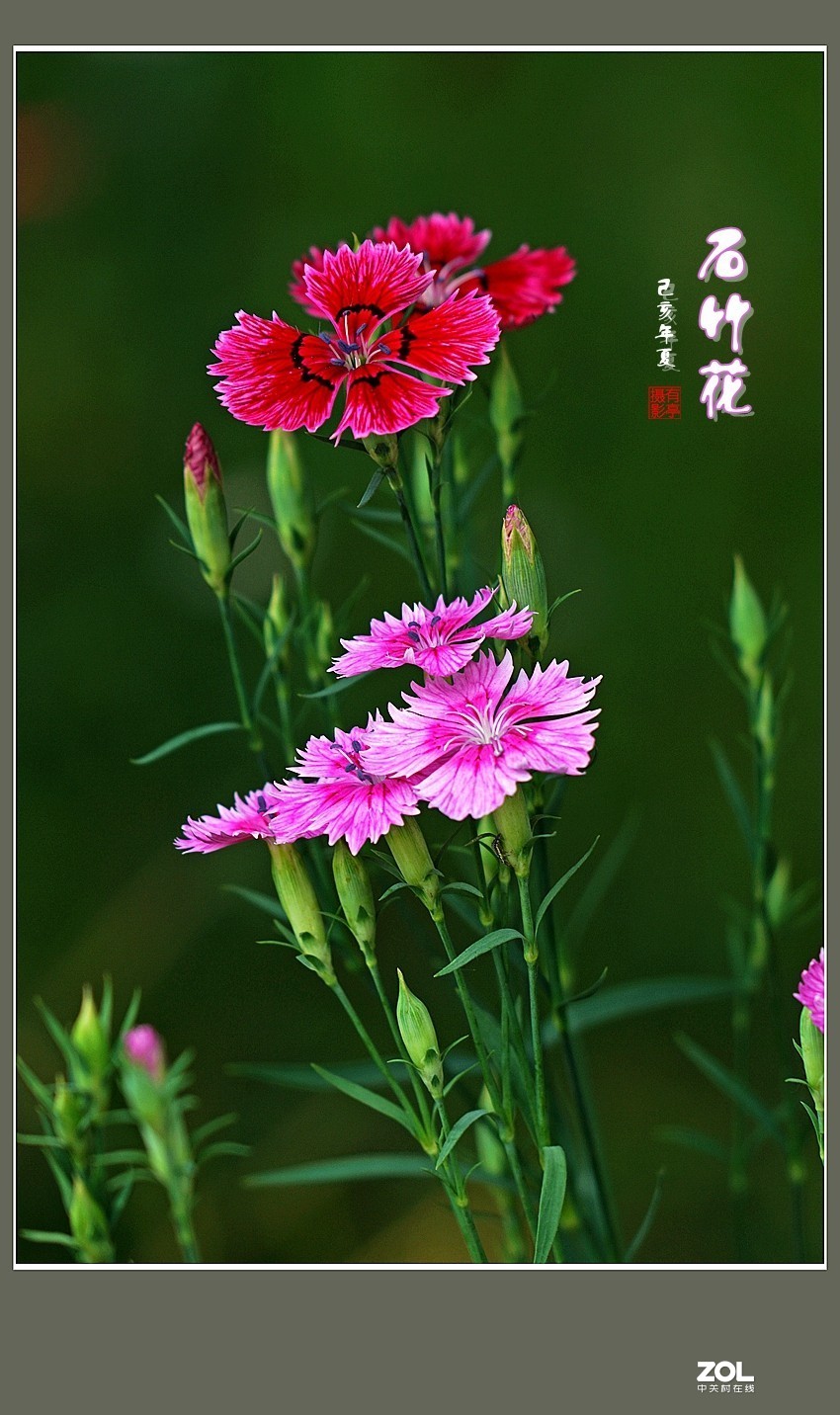 #回顾2019#---花鸟汇选