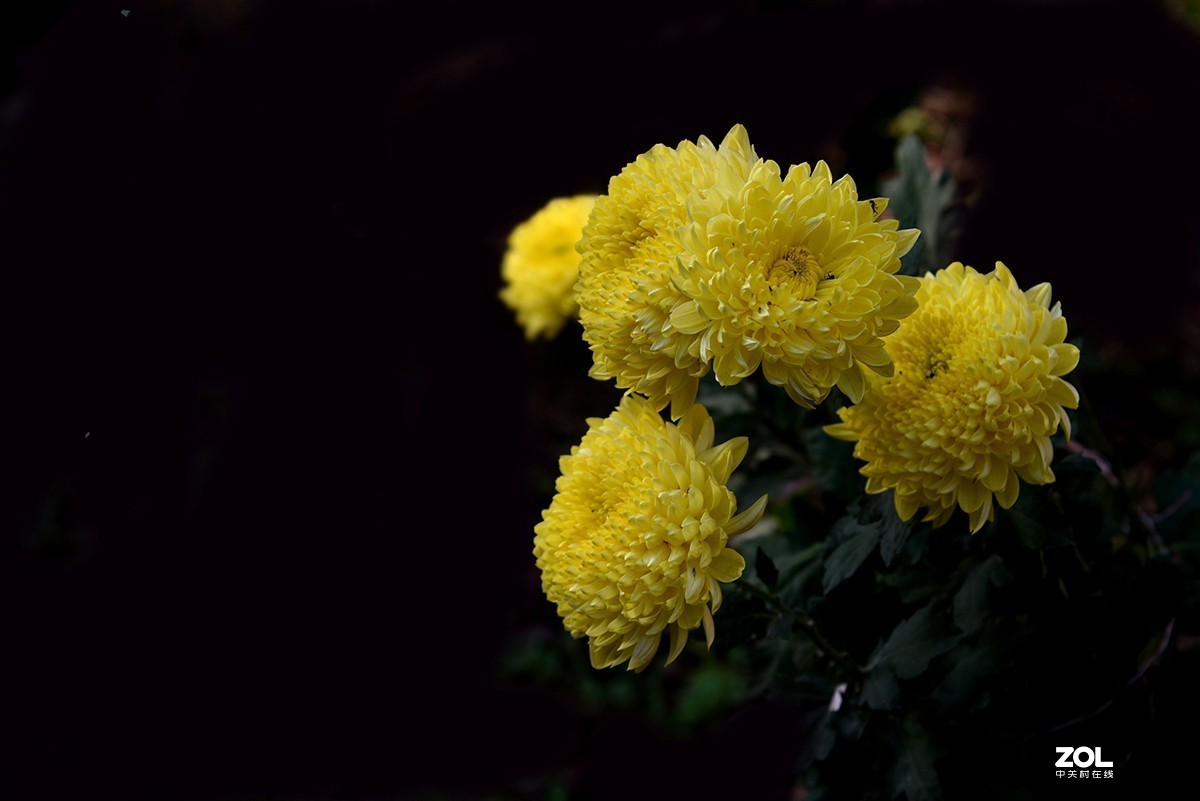 【2019】120---散光拍菊花