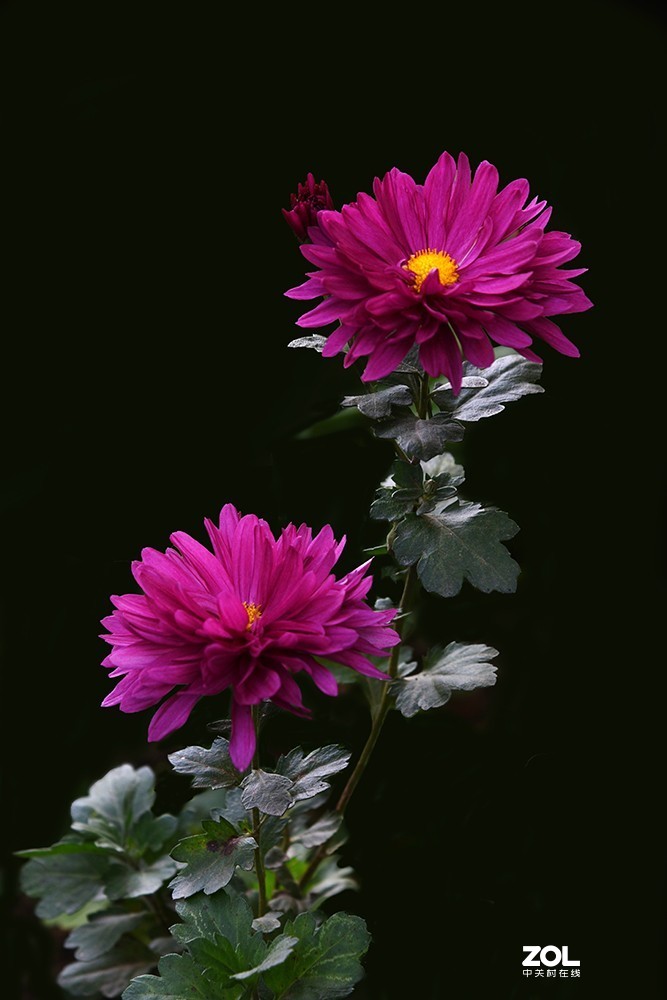 【2019】120---散光拍菊花