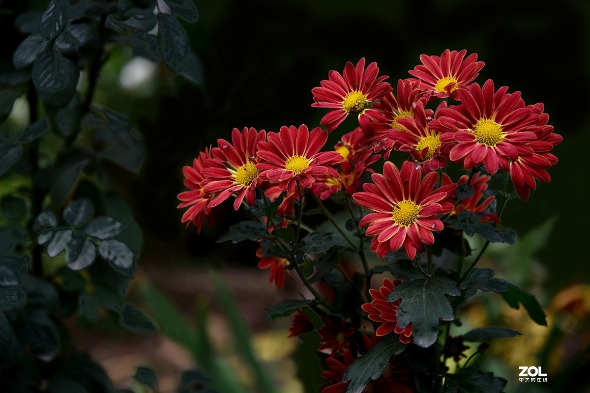 【2019】120---散光拍菊花