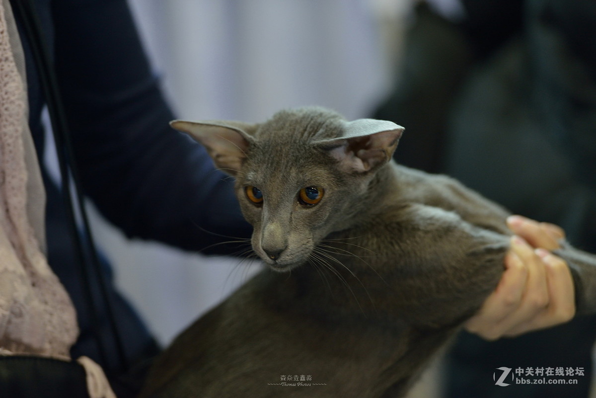 2015广州宠物节---猫猫