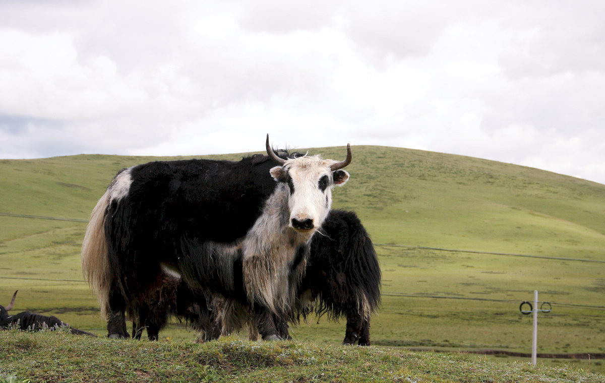 #版主坐堂# 《拉萨星空(中国)优秀作品》2016年2月