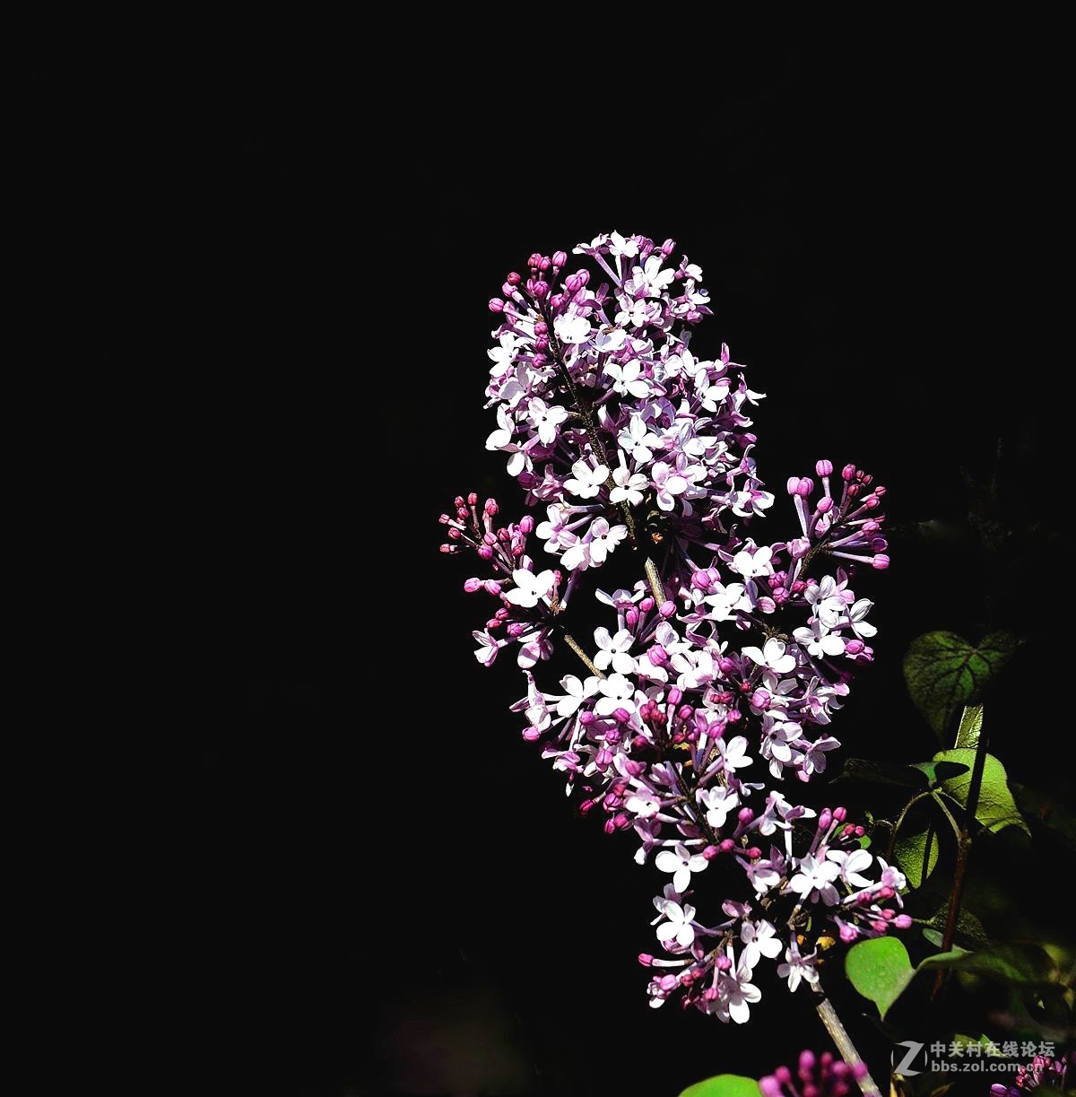 天津长虹公园随拍（中）——恭贺“贵阳土拨鼠”荣任红河版主！