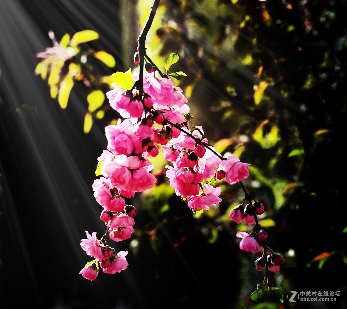 天津长虹公园随拍（中）——恭贺“贵阳土拨鼠”荣任红河版主！