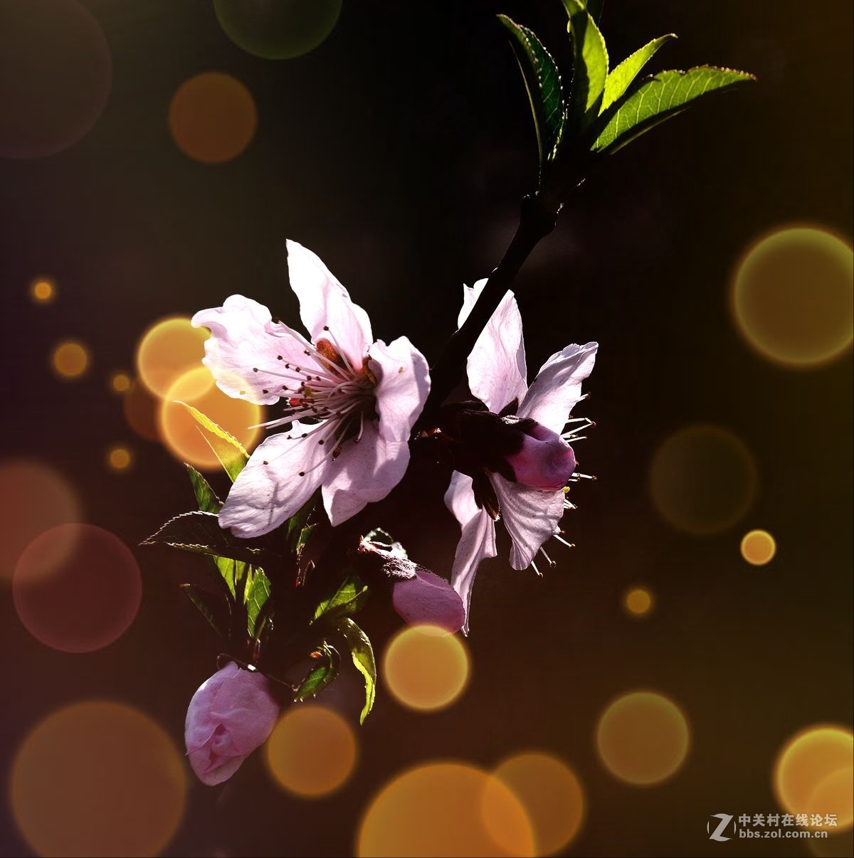 天津长虹公园随拍（中）——恭贺“贵阳土拨鼠”荣任红河版主！