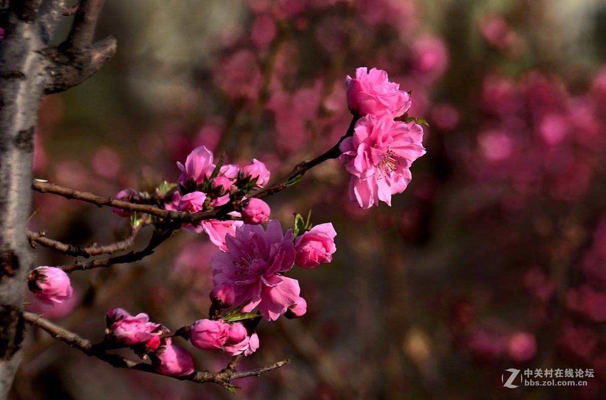 天津长虹公园随拍（中）——恭贺“贵阳土拨鼠”荣任红河版主！