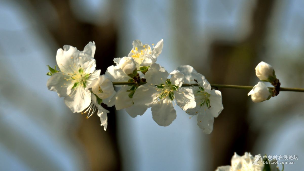 天津长虹公园随拍（中）——恭贺“贵阳土拨鼠”荣任红河版主！