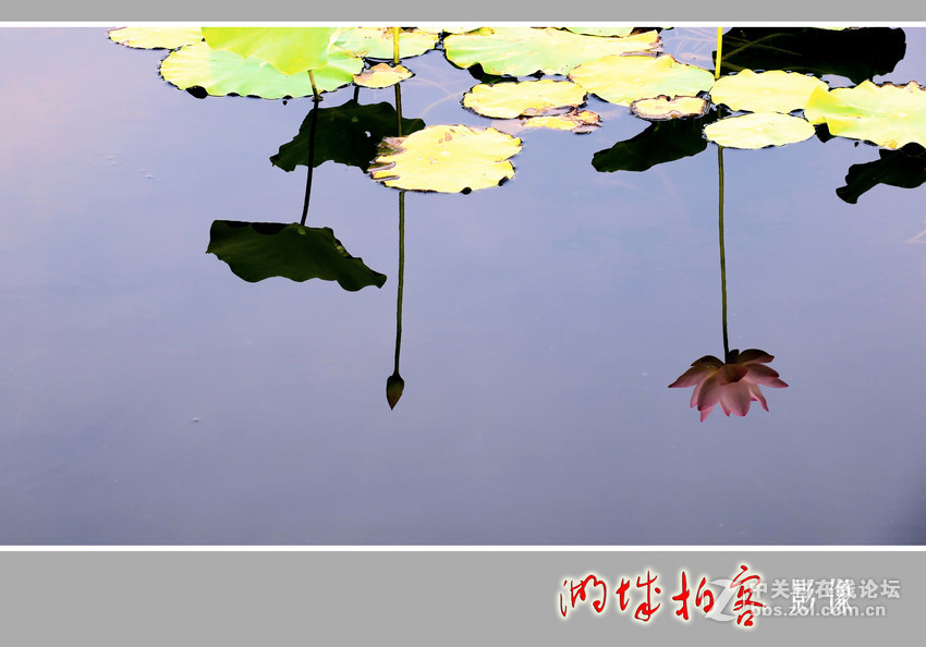 拍荷系列之三