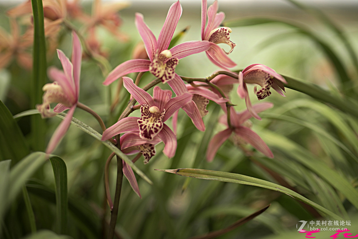 再发一组花花照片。求指教。